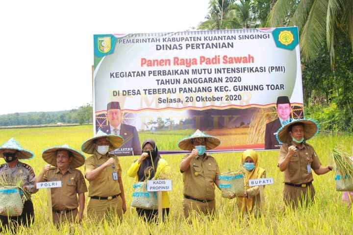 Tingkatkan Ketahanan Pangan, Pjs Bupati Kuansing Panen Raya Padi di Teberau Panjang