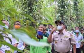 Kecamatan Marga Tiga Lampung Timur Jadi Percontohan Pengembangan Komoditas Lada