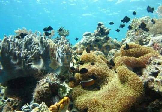 Pulau Abang Surganya Pecinta Snorkeling dengan Keindahan Blue Coral yang Wajib Dikunjungi