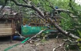 Dua Buah Rumah Warga Desa Mensanak Ditimpa Pohon Mangga