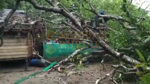 Dua Buah Rumah Warga Desa Mensanak Ditimpa Pohon Mangga
