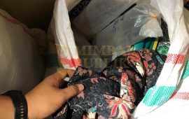 Penumpang KM Kelud Selundupkan 42.500 Ekor Benih Lobster Ilegal