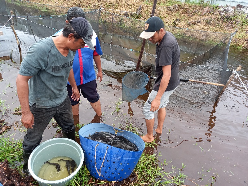 Manfaatkan Air Kanal, Budidaya Lele DPP APPI Memuaskan