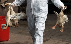 Belum Selesai Covid-19, Jerman Temukan Flu Burung dan Siap Musnahkan 62 Ribu Unggas