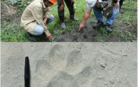Temuan Jejak Harimau di Ukui, Warga Diminta Waspada