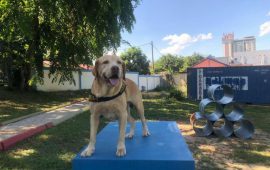 Inilah Andro, Anjing Pelacak K-9 Bea Cukai Batam yang Berhasil Gagalkan Penyeludupan 17 Kg Sabu dan 1000 Butir Happy Five
