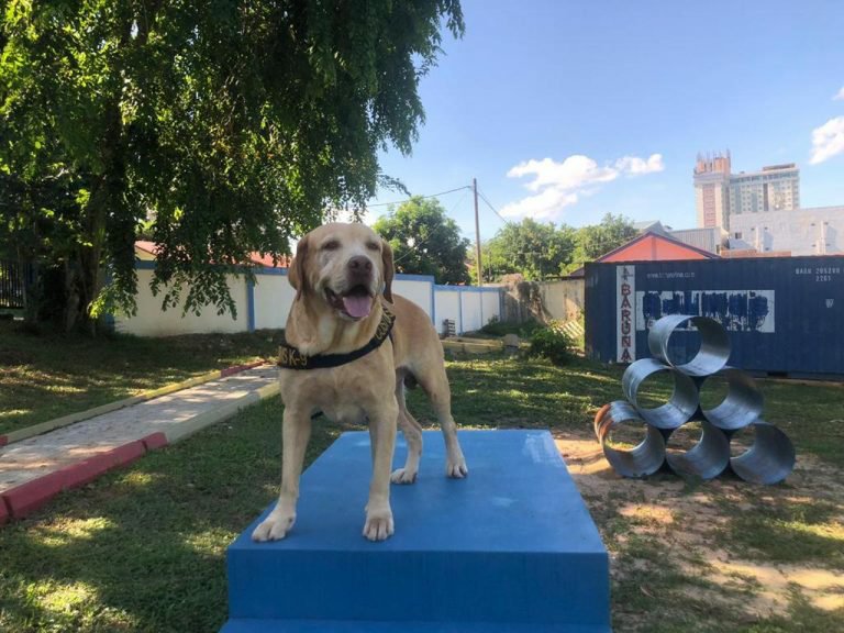 Inilah Andro, Anjing Pelacak K-9 Bea Cukai Batam yang Berhasil Gagalkan Penyeludupan 17 Kg Sabu dan 1000 Butir Happy Five