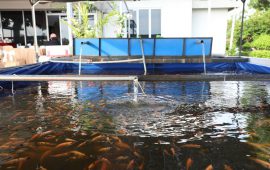 Wakil Kepala BP Batam Purwiyanto Tebar 100 Benih Ikan di Waduk Sei Ladi