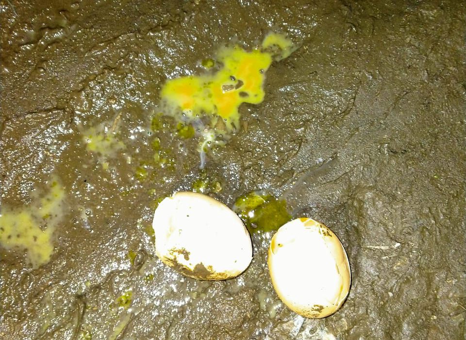 Telur Busuk Yang dibeli di Indomart.