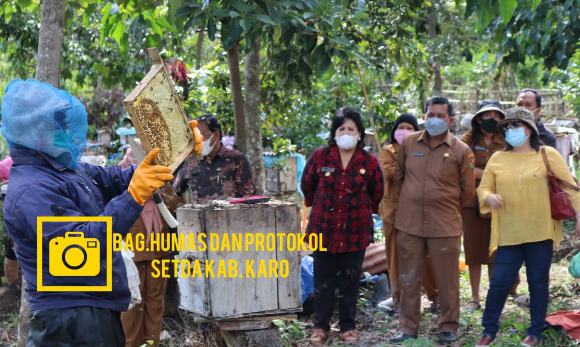 Bupati Karo Panen Madu di Desa Selandi