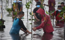 Presiden Jokowi Basah-basahan Tanam Mangrove di Pantai Setokok Batam