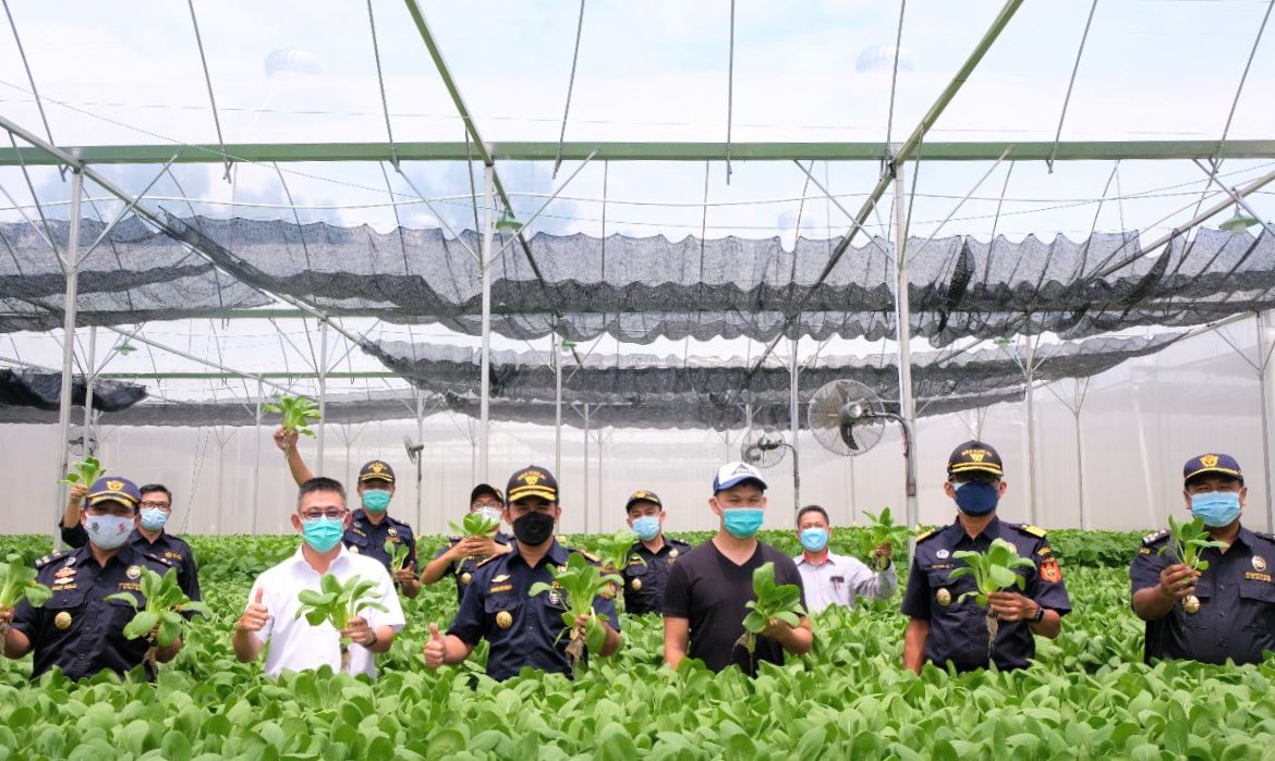 Komitmen Dukung Pelaku Usaha, Bea Cukai Batam Kawal Ekspor Sayuran Hidroponik Senilai Rp5 Miliar Lebih