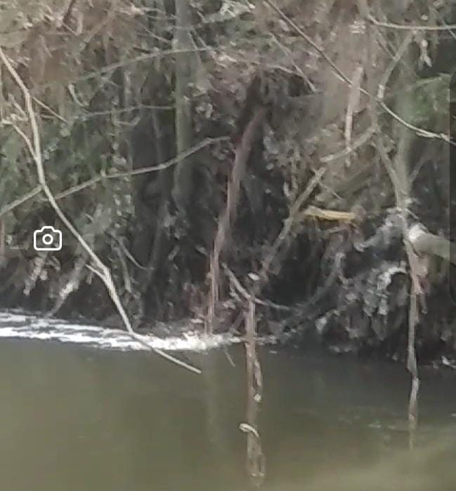 Limbah yang dibuang langsung ke sungai