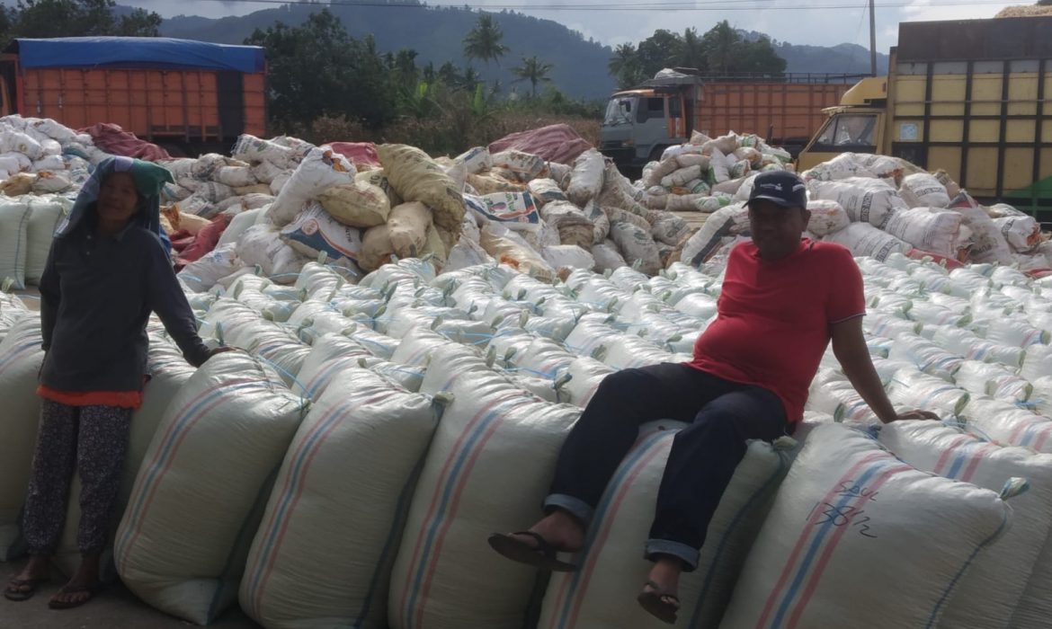 Panen Raya Jagung di Desa Kuta Galoh Kecamatan Tiga Binanga