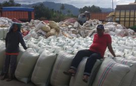 Panen Raya Jagung di Desa Kuta Galoh Kecamatan Tiga Binanga