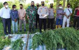 Polres Tanah Karo Bersama Jajarannya Berhasill Ungkap Ladang Ganja di Desa Seberaya