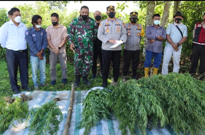 Polres Tanah Karo Bersama Jajarannya Berhasill Ungkap Ladang Ganja di Desa Seberaya