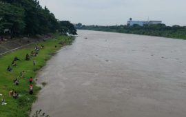 Kondisi Ikan Mabuk di Sungai Brantas, Banyak Warga Antusias Berburu