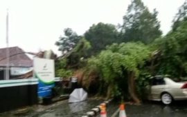 Hujan Deras Disertai Angin Kencang, Akibatkan Pohon Tumbang di Wilayah Kota Kediri