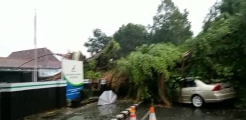 Hujan Deras Disertai Angin Kencang, Akibatkan Pohon Tumbang di Wilayah Kota Kediri