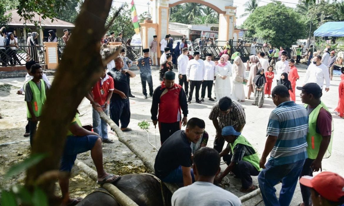 Usai Sholat Idul Adha, Bupati Bengkalis Saksikan Penyembelihan Hewan Qurban