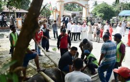 Usai Sholat Idul Adha, Bupati Bengkalis Saksikan Penyembelihan Hewan Qurban