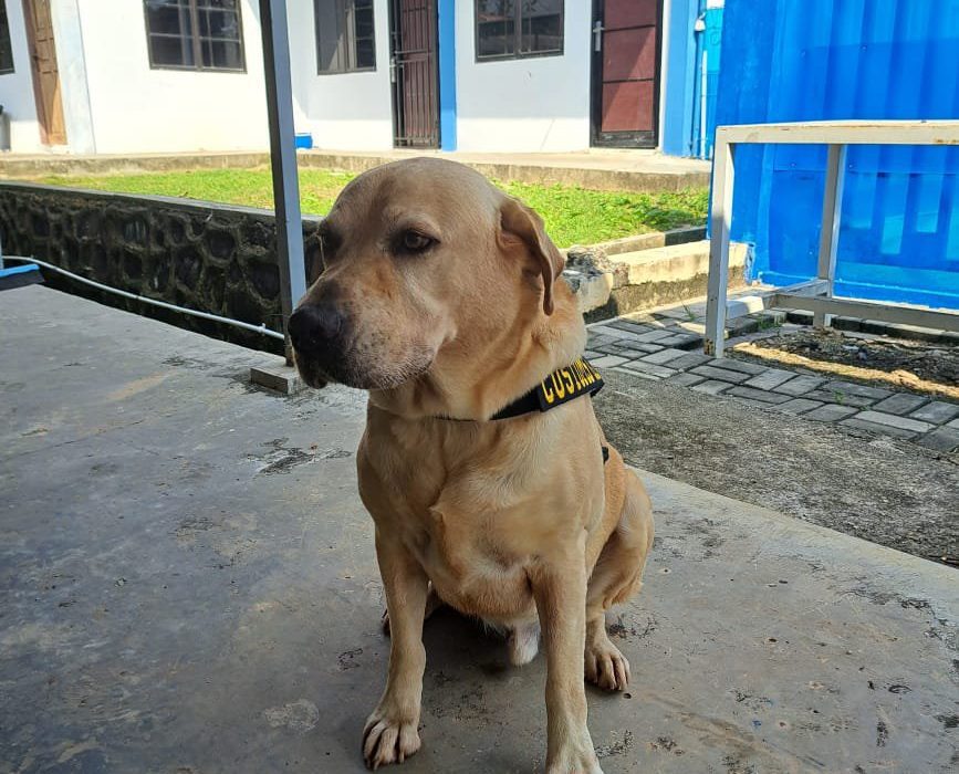 Anjing Pelacak Bea Cukai Batam Endus Sabu 101 Gram Tujuan Lombok