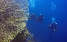 PUWSI himbau operator Scuba Diving Berikan Pelayanan Berkualitas dan Peduli Keselamatan