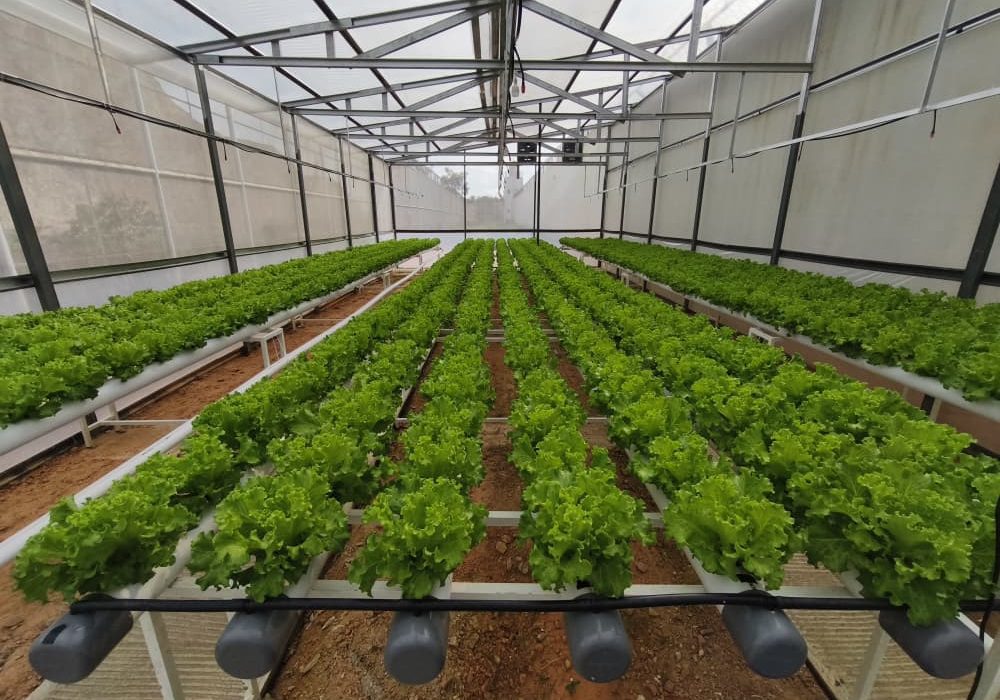 ‎CV Sello Hijau Lestari Gandeng Rutan Batam Latih Warga Binaan Belajar Hidroponik