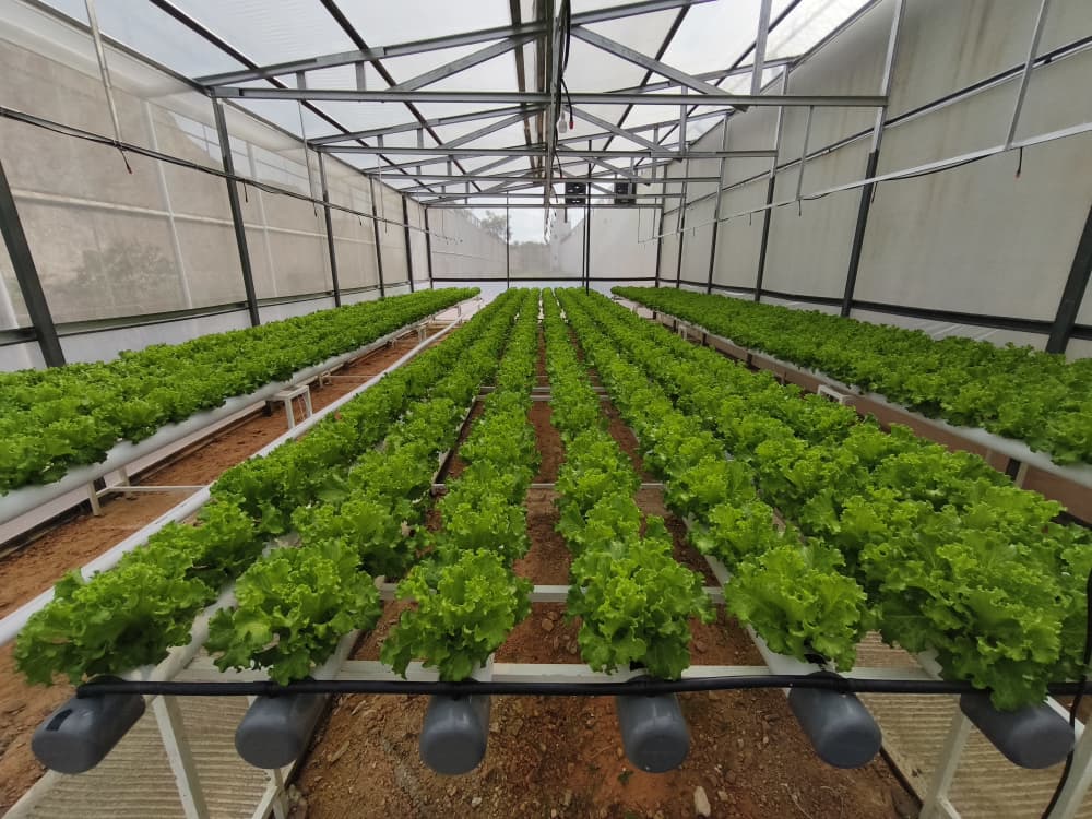 ‎CV Sello Hijau Lestari Gandeng Rutan Batam Latih Warga Binaan Belajar Hidroponik